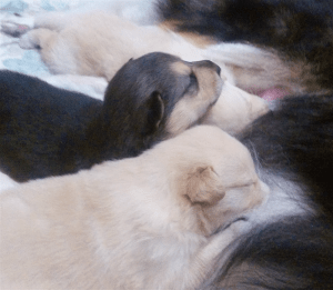 Puppies Nursing