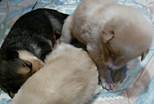 Puppy Cuteness Group Snuggle