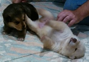 Puppy Cuteness Tummy Rub Time
