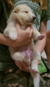 Puppy Cuteness Big Girl