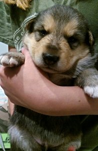 Puppy Cuteness Closeup