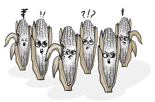 The_corn-caucuses_have_generated_some_discord