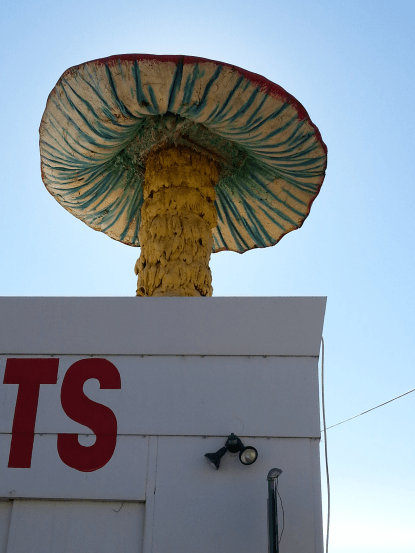 DeathMotelMushrooms2