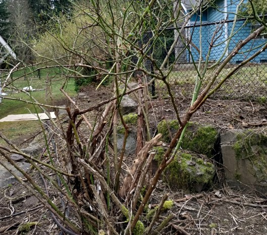 Not as lethal as Pierrette, but close. The thorns have thorns.